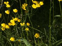 Ranunculus acris 79, Scherpe boterbloem, Saxifraga-Jan van der Straaten
