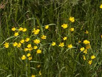 Ranunculus acris 80, Scherpe boterbloem, Saxifraga-Jan van der Straaten