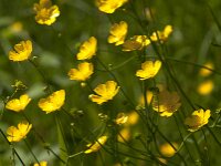 Ranunculus acris 81, Scherpe boterbloem, Saxifraga-Jan van der Straaten
