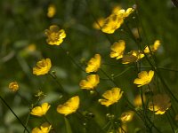 Ranunculus acris 82, Scherpe boterbloem, Saxifraga-Jan van der Straaten
