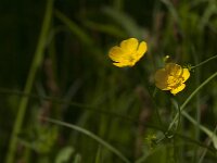 Ranunculus acris 83, Scherpe boterbloem, Saxifraga-Jan van der Straaten