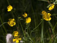 Ranunculus acris 84, Scherpe boterbloem, Saxifraga-Jan van der Straaten
