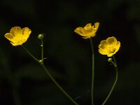 Ranunculus acris 85, Scherpe boterbloem, Saxifraga-Jan van der Straaten