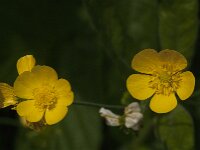 Ranunculus acris 86, Scherpe boterbloem, Saxifraga-Jan van der Straaten