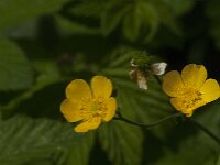 Ranunculus acris 87, Scherpe boterbloem, Saxifraga-Jan van der Straaten