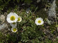 Ranunculus alpestris 10, Saxifraga-Willem van Kruijsbergen