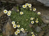 Ranunculus alpestris 12, Saxifraga-Willem van Kruijsbergen