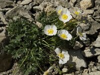 Ranunculus alpestris 14, Saxifraga-Willem van Kruijsbergen