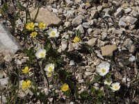 Ranunculus alpestris 16, Saxifraga-Willem van Kruijsbergen