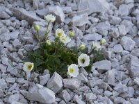 Ranunculus alpestris 18, Saxifraga-Willem van Kruijsbergen