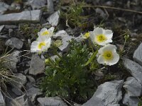 Ranunculus alpestris 2, Saxifraga-Willem van Kruijsbergen