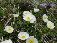 Ranunculus alpestris 24, Saxifraga-Rutger Barendse