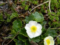 Ranunculus alpestris 25, Saxifraga-Rutger Barendse