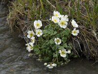 Ranunculus alpestris 3, Saxifraga-Willem van Kruijsbergen