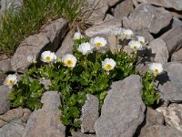 Ranunculus alpestris 33, Saxifraga-Luuk Vermeer
