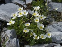 Ranunculus alpestris 4, Saxifraga-Willem van Kruijsbergen