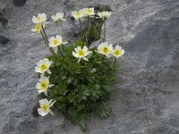 Ranunculus alpestris 7, Saxifraga-Willem van Kruijsbergen