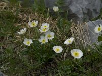 Ranunculus alpestris 8, Saxifraga-Willem van Kruijsbergen