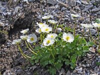 Ranunculus alpestris 9, Saxifraga-Jeroen Willemsen