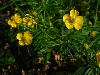 Ranunculus auricomus 14, Gulden boterbloem, Saxifraga-Ed Stikvoort