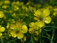 Ranunculus auricomus 15, Gulden boterbloem, Saxifraga-Ed Stikvoort
