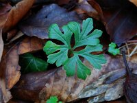 Ranunculus auricomus 17, Gulden boterbloem, Saxifraga-Ed Stikvoort