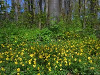Ranunculus auricomus 18, Gulden boterbloem, Saxifraga-Ed Stikvoort