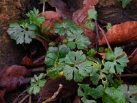 Ranunculus auricomus 19, Gulden boterbloem, Saxifraga-Ed Stikvoort