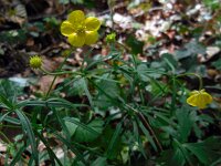 Ranunculus auricomus 20, Gulden boterbloem, Saxifraga-Ed Stikvoort
