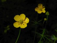 Ranunculus auricomus 21, Gulden boterbloem, Saxifraga-Ed Stikvoort