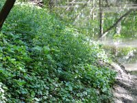Ranunculus auricomus 22, Gulden boterbloem, Saxifraga-Rutger Barendse