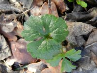 Ranunculus auricomus 23, Gulden boterbloem, Saxifraga-Rutger Barendse