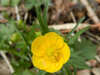 Ranunculus auricomus 25, Gulden boterbloem, Saxifraga-Rutger Barendse