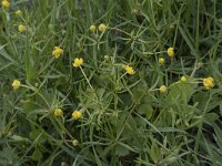Ranunculus auricomus 30, Gulden boterbloem, Saxifraga-Willem van Kruijsbergen