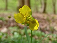 Ranunculus auricomus 32, Gulden boterbloem, Saxifraga-Hans Grotenhuis