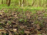 Ranunculus auricomus 33, Gulden boterbloem, Saxifraga-Hans Grotenhuis
