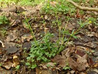 Ranunculus auricomus 34, Gulden boterbloem, Saxifraga-Hans Grotenhuis