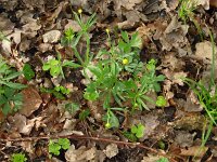 Ranunculus auricomus 35, Gulden boterbloem, Saxifraga-Hans Grotenhuis