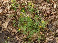 Ranunculus auricomus 36, Gulden boterbloem, Saxifraga-Hans Grotenhuis