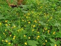 Ranunculus auricomus 38, Gulden boterbloem, Saxifraga-Hans Grotenhuis