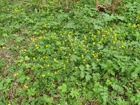 Ranunculus auricomus 39, Gulden boterbloem, Saxifraga-Hans Grotenhuis