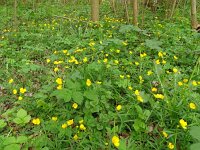 Ranunculus auricomus 40, Gulden boterbloem, Saxifraga-Hans Grotenhuis