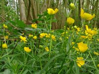 Ranunculus auricomus 42, Gulden boterbloem, Saxifraga-Hans Grotenhuis
