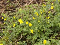 Ranunculus auricomus 8, Gulden boterbloem, Saxifraga-Peter Meininger