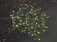 Ranunculus baudotii 10, Zilte waterranonkel, Saxifraga-Ed Stikvoort