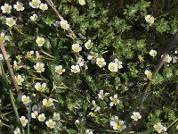 Ranunculus baudotii 2, Zilte waterranonkel, Saxifraga-Peter Meininger