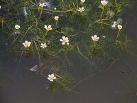 Ranunculus baudotii 9, Zilte waterranonkel, Saxifraga-Ed Stikvoort