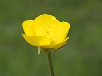 Ranunculus bulbosus 14, Knolboterbloem, Saxifraga-Peter Meininger