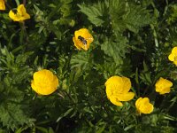 Ranunculus bulbosus 18, Knolboterbloem, Saxifraga-Jan van der Straaten