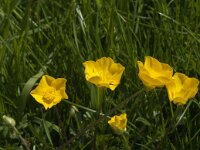 Ranunculus bulbosus 21, Knolboterbloem, Saxifraga-Jan van der Straaten